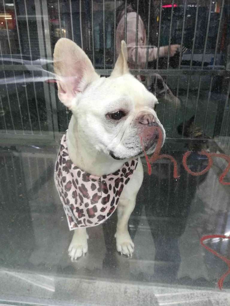dog at daycare.