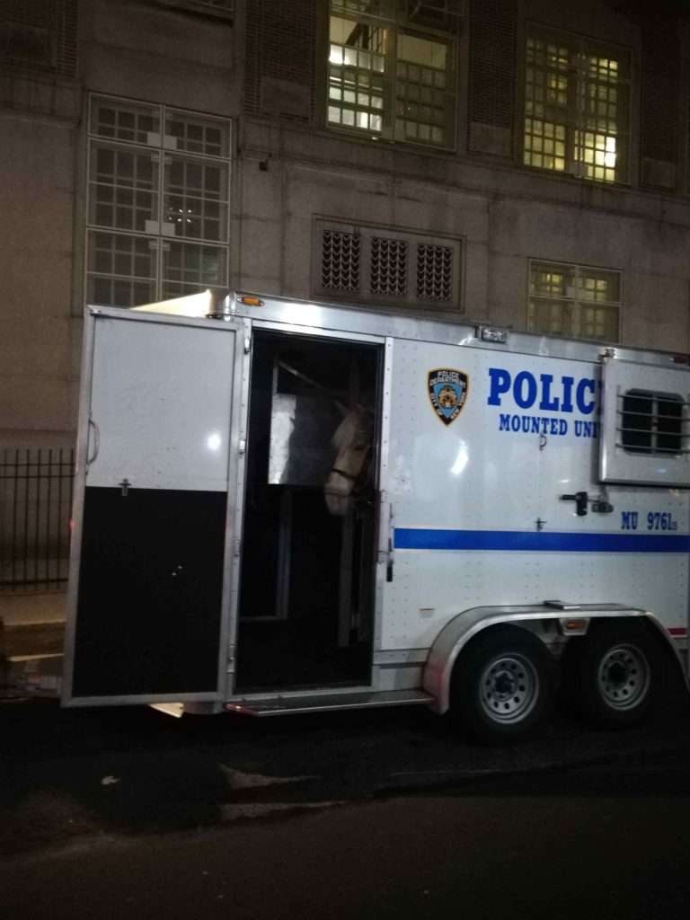 Walk to Discover NYC police horse 