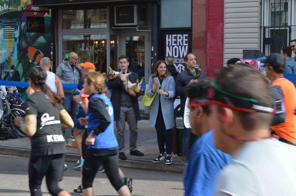 Corgi dog during NYC marathon