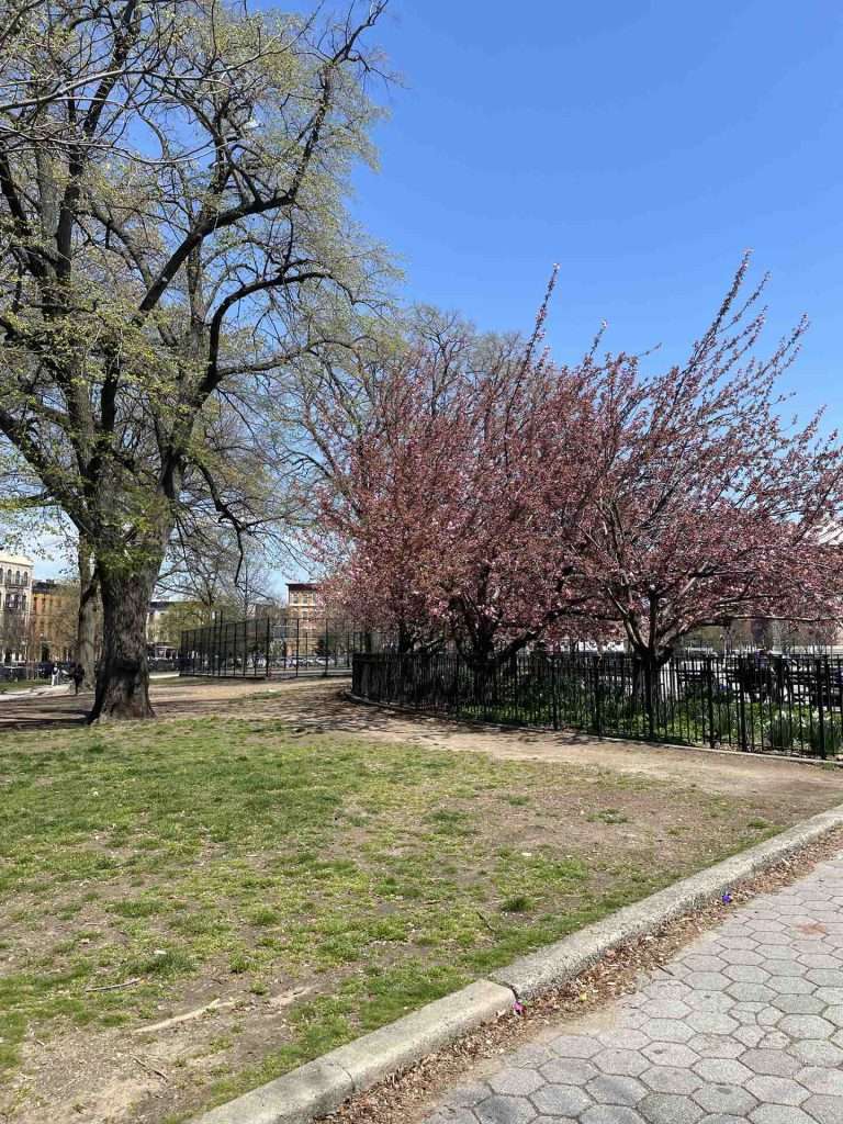 Young pink cherry blossoms