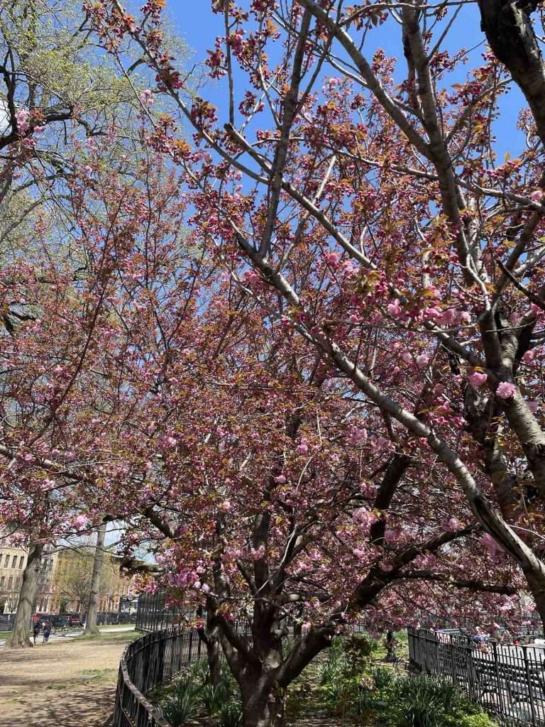 Young pink blossoms