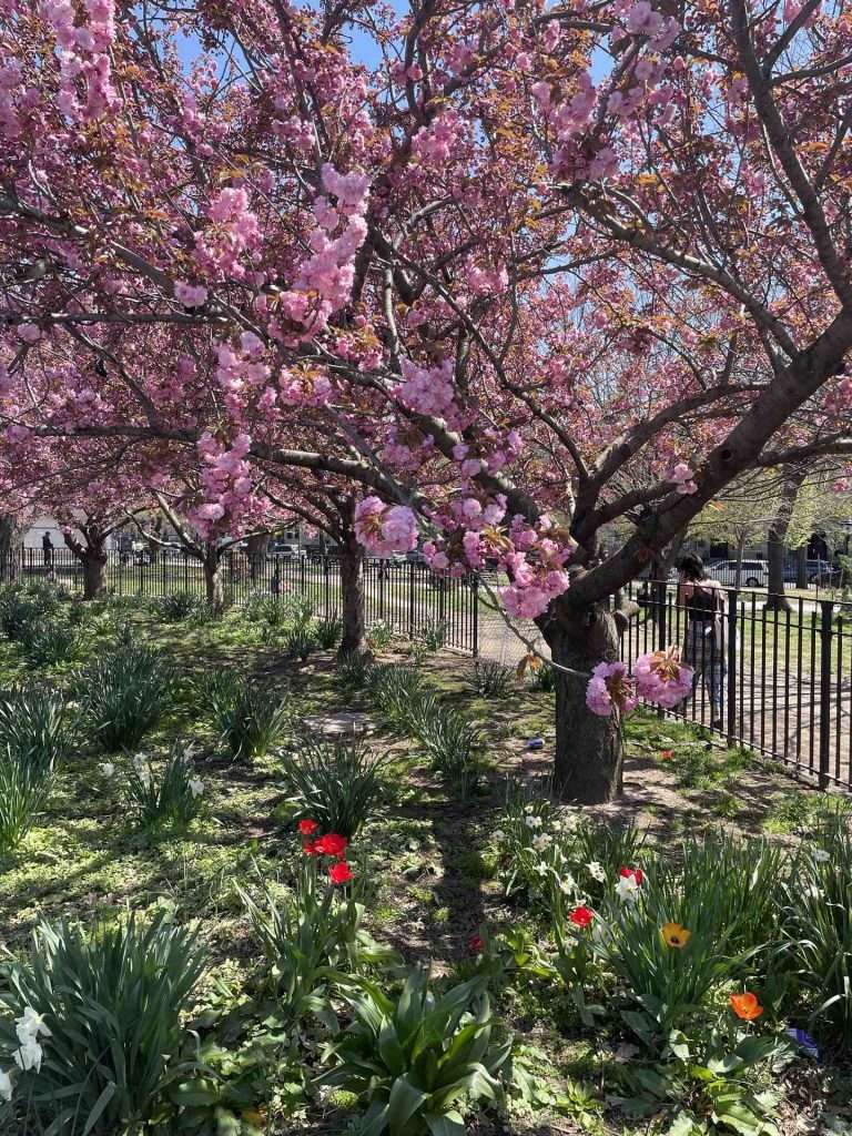 NYC park with cherry blossoms