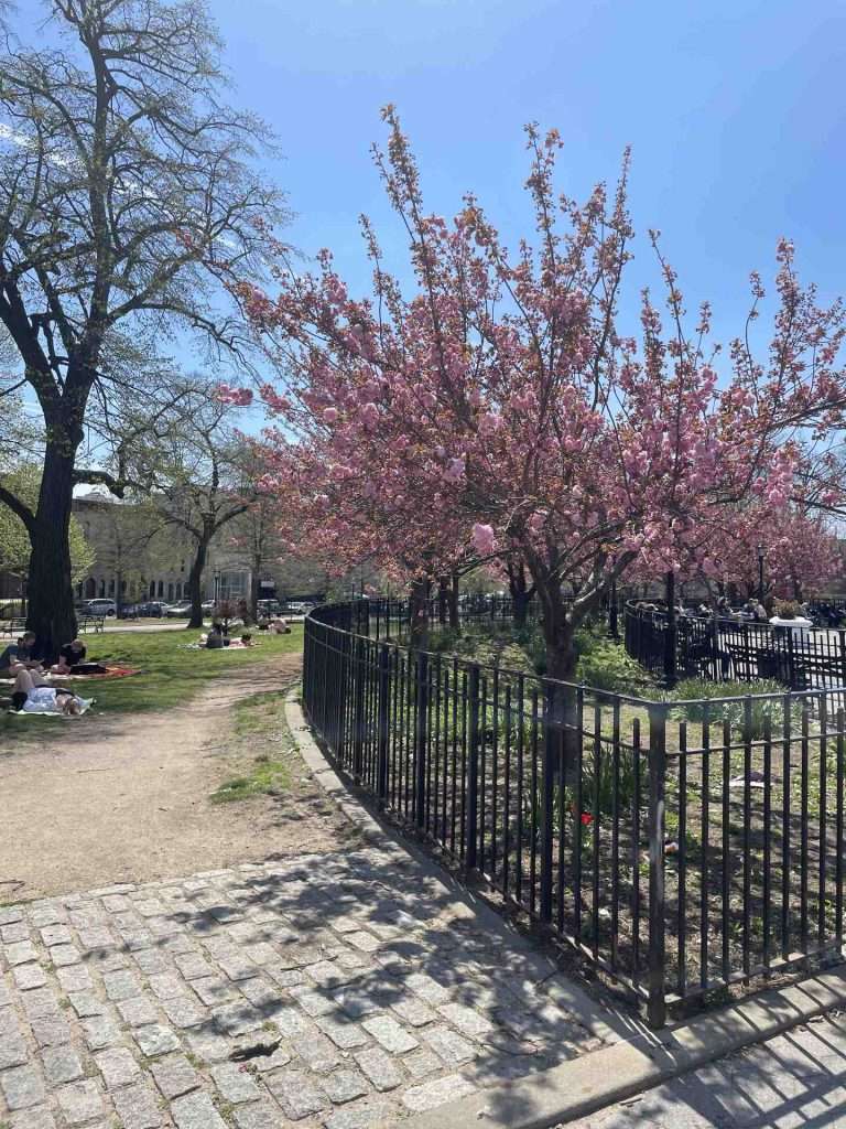 NYC park