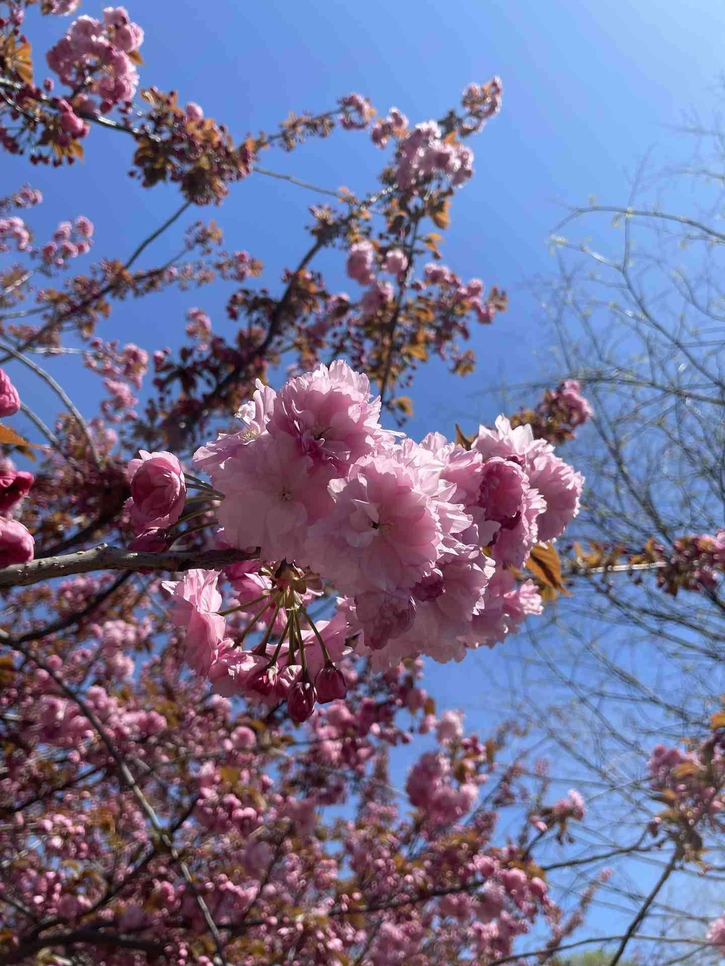 Cherry blossom nyc