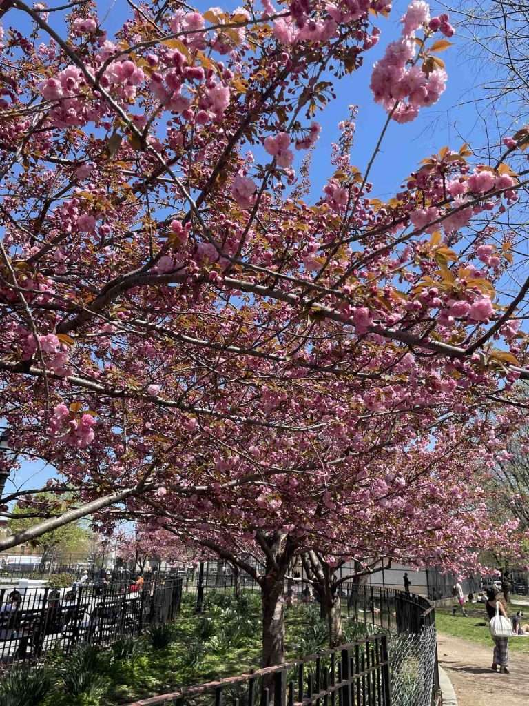 Cherry blossom nyc