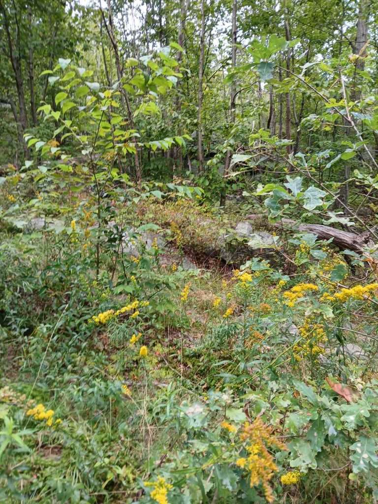 hiking trails in upstate